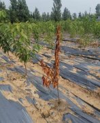 <b>金牌大只车厘子苗死树常见原因分析！</b>