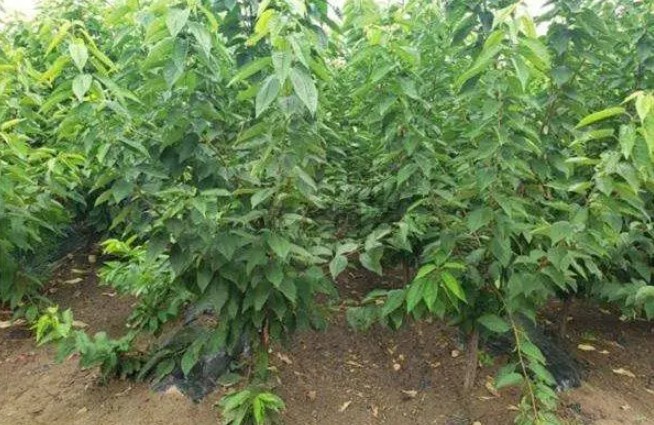 大只500樱桃苗不结果的防治方法!
