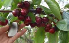 <b>大只500注册7月份车厘子苗管理要点！</b>