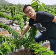 <b>金牌大只车厘子苗纺锤形整形修剪技术！</b>