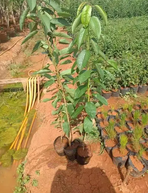 金牌大只想让车厘子苗多结果怎么做?