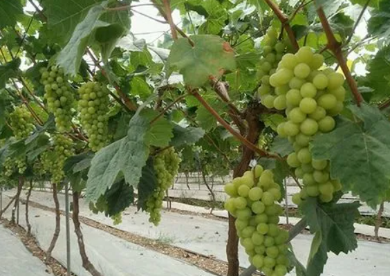 金牌大只阳光玫瑰葡萄苗栽培过程中需要注意的3个问题