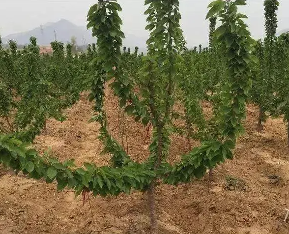车厘子苗土肥水管理常见的四大误区大只500