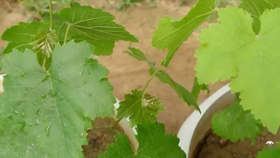 大只500注册葡萄苗叶片发黄及缺素症状的防治!