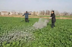 <b>葡萄苗果园用点草木灰，金牌大只病害不一般！</b>