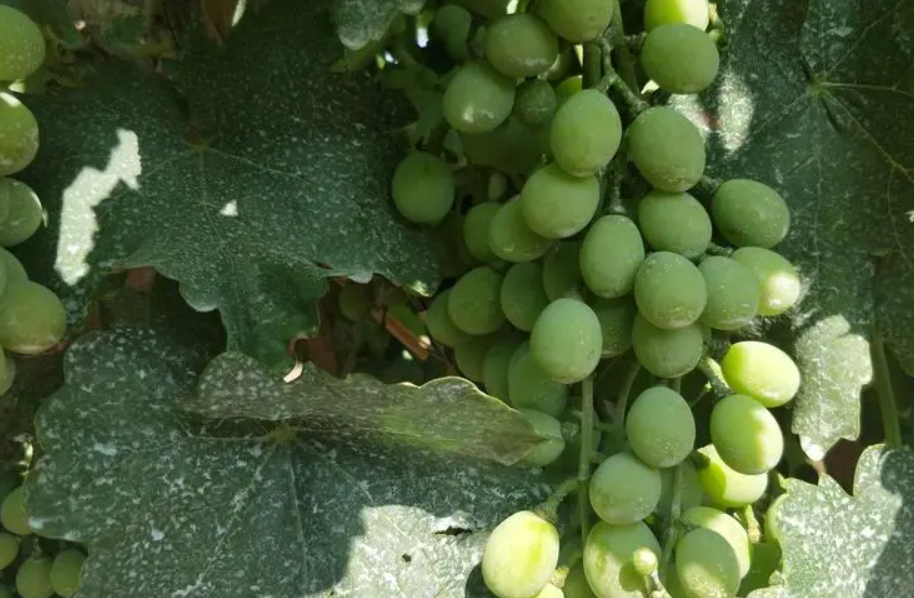 葡萄苗打“波尔多液”到底可不可以兑杀虫杀菌药?金牌大只这些秘方你听过吗?