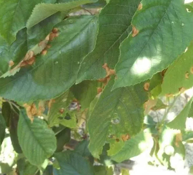 金牌大只车厘子苗叶斑病和褐斑穿孔病防治技术!