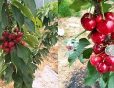 <b>夏季车厘子苗管理三要点：合理夏剪，大只500及</b>