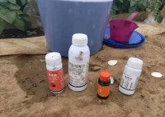 <b>大只500葡萄苗铜制剂类杀菌剂使用技术</b>