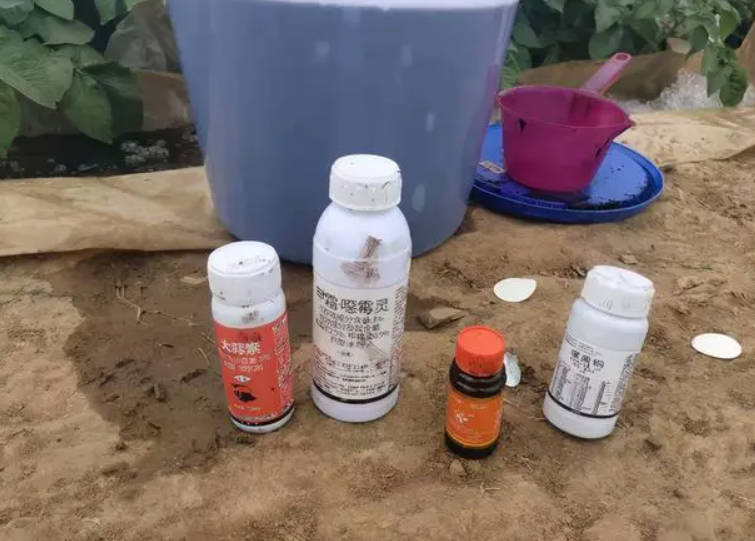 大只500葡萄苗铜制剂类杀菌剂使用技术