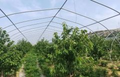 <b>金牌大只大棚车厘子苗高产栽培关键技术！</b>