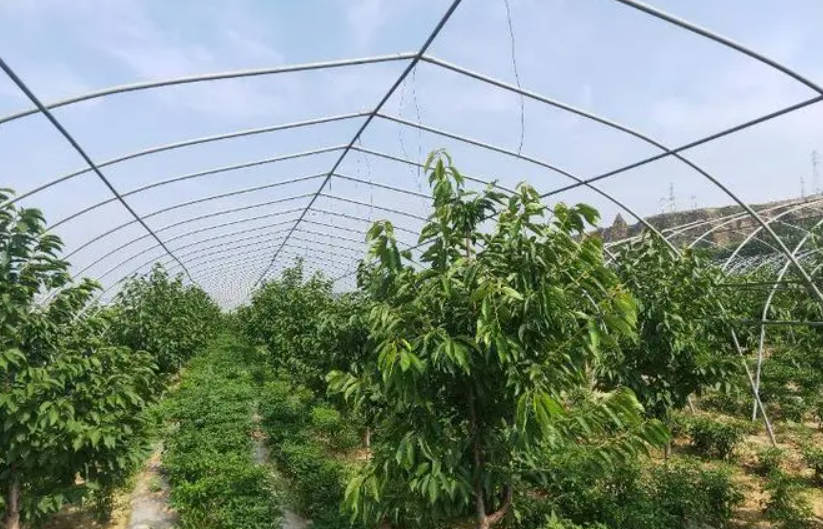 金牌大只大棚车厘子苗高产栽培关键技术!