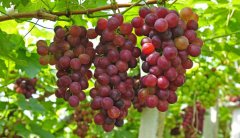 <b>大只500注册种植阳光玫瑰葡萄苗需要注意的问题</b>