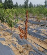 <b>大只500什么原因导致樱桃苗烂根死树你知道吗？</b>