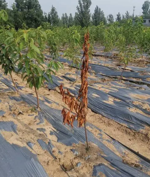 大只500什么原因导致樱桃苗烂根死树你知道吗?