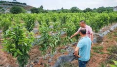 <b>大只500车厘子苗涂白剂的配制及操作方法！</b>
