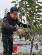 <b>又到秋季车厘子苗修剪时，大只500注册有哪些修</b>