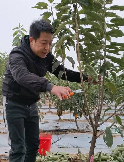 又到秋季车厘子苗修剪时,大只500注册有哪些修剪手法,学会是关键