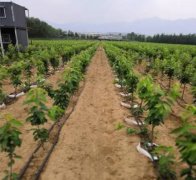 <b>车厘子苗果园土壤如何改良金牌大只</b>