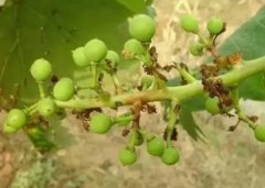 <b>大只500注册葡萄苗病虫害综合防治措施！</b>