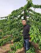 <b>大只500车厘子苗冬剪莫忘除病害！</b>