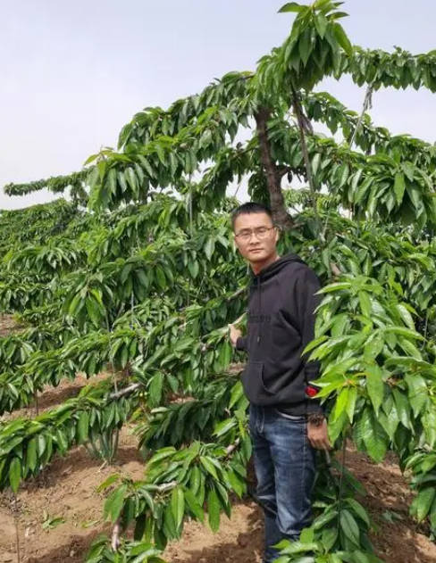 大只500车厘子苗冬剪莫忘除病害!