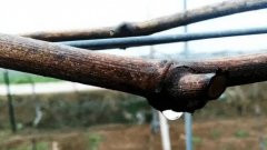 <b>金牌大只葡萄苗修剪出现“伤流”的原因及预防</b>