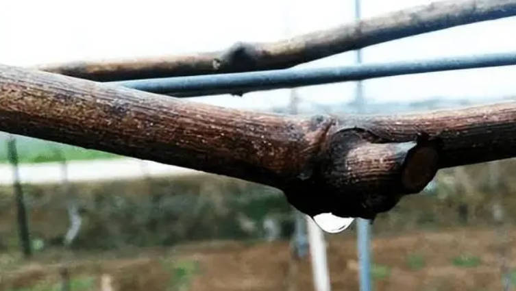 金牌大只葡萄苗修剪出现“伤流”的原因及预防!