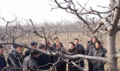 <b>车厘子苗要想高产，大只500一定要重视冬季修剪</b>