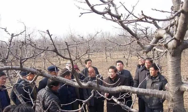 车厘子苗要想高产,大只500一定要重视冬季修剪!
