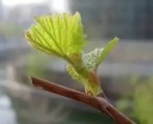 <b>金牌大只葡萄苗花芽分化影响因素及促花措施！</b>