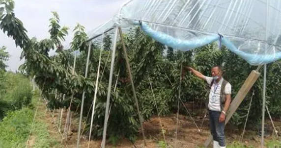 金牌大只车厘子树苗早春防霜冻方法!