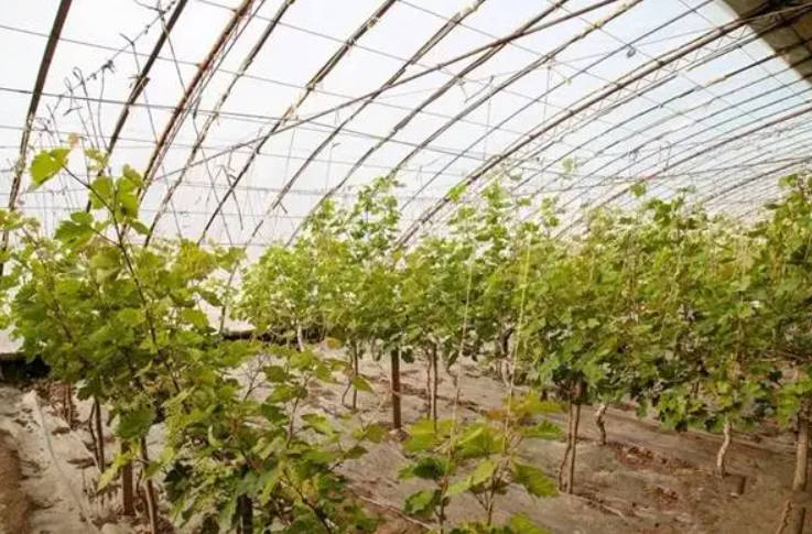 大棚葡萄苗扣棚后,大只500规范管理抓6点!