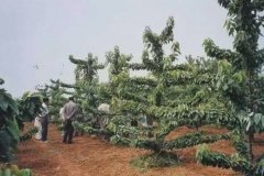 <b>金牌大只车厘子树苗自由纺锤形结构参数及整形</b>
