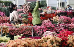 <b>春节前斗南花价异动大只500注册</b>